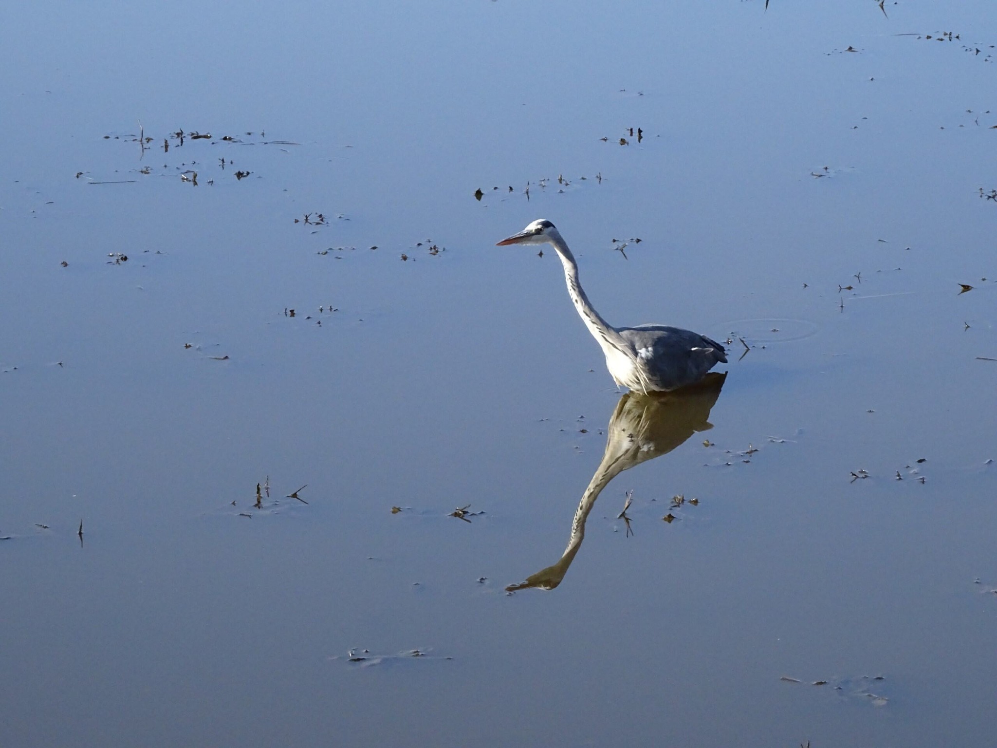 You are currently viewing Week-end Ornithologique en Champagne-Ardenne